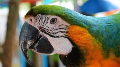 Parrot