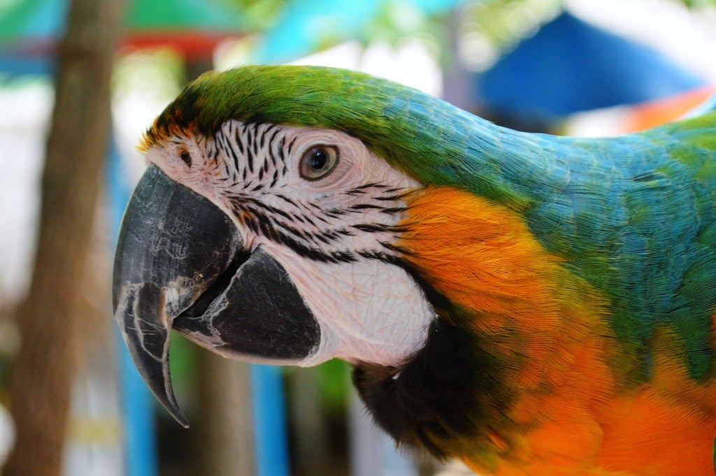 Parrot