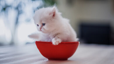 Persian Newborn Kitten
