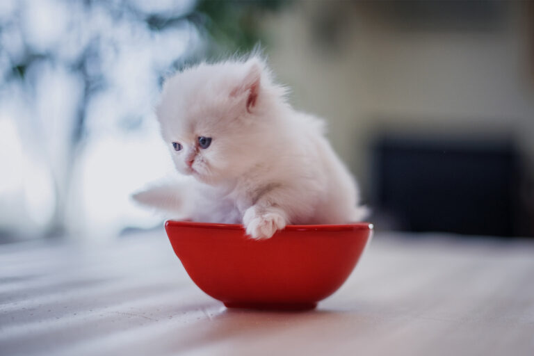 Persian Newborn Kitten
