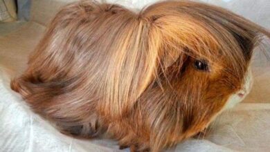 peruvian guinea pig