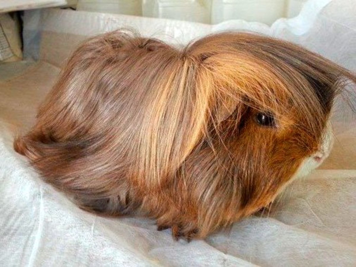 peruvian guinea pig