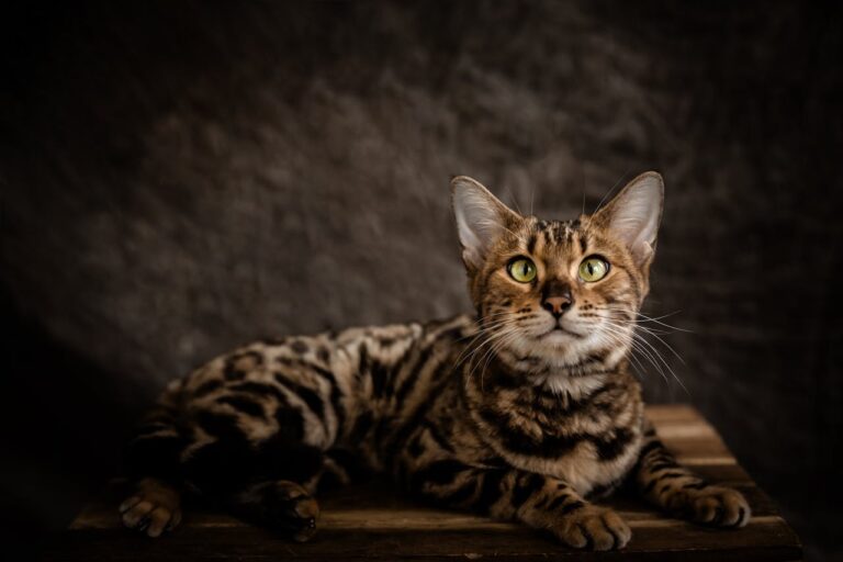 Bengal Cat