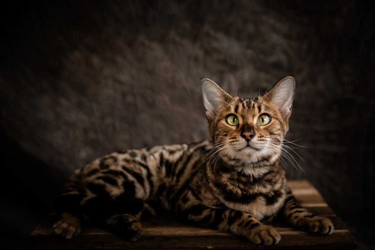 Bengal Cat