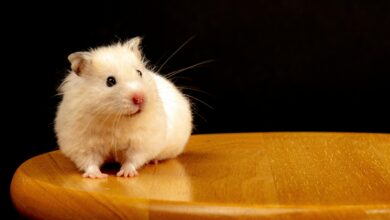 Roborovski Hamster