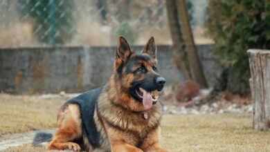 German Shepherd