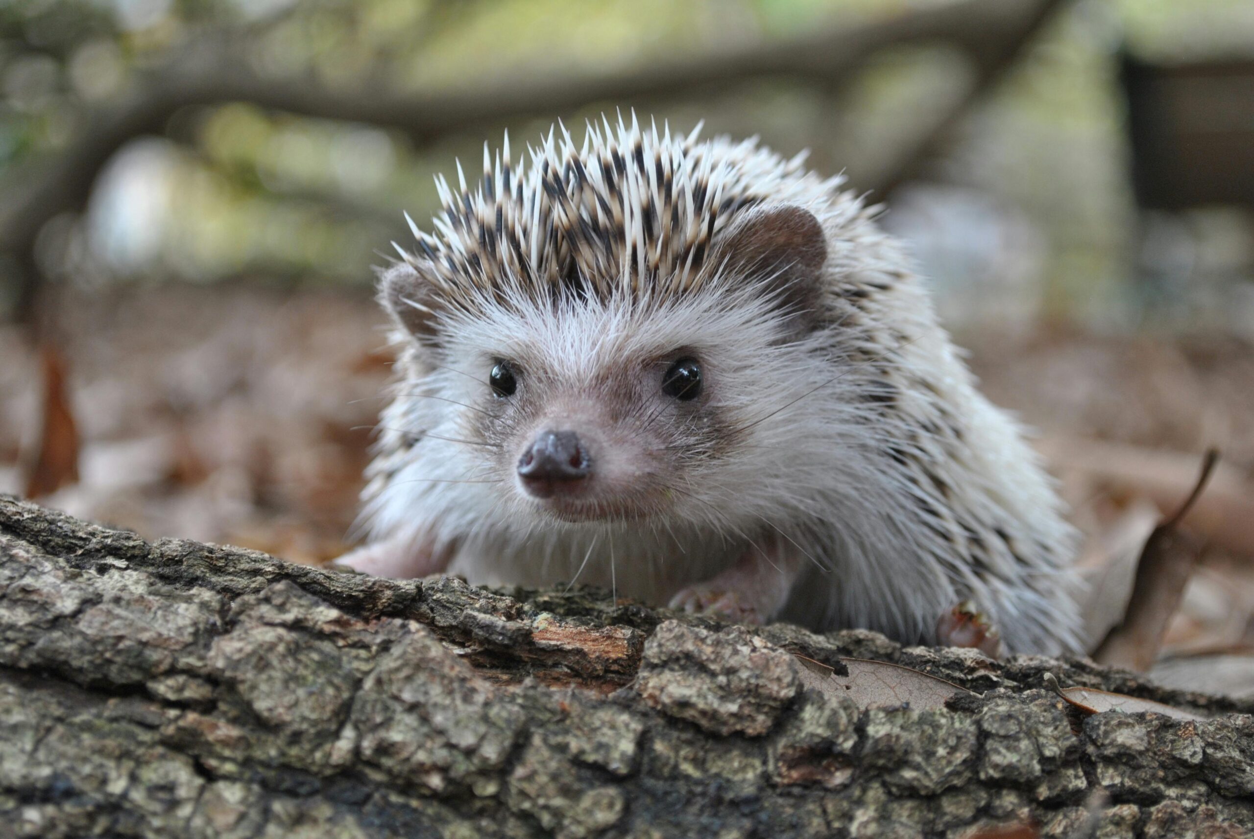 Hedgehog