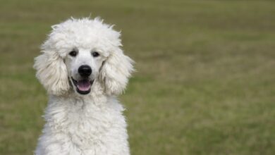 Poodle