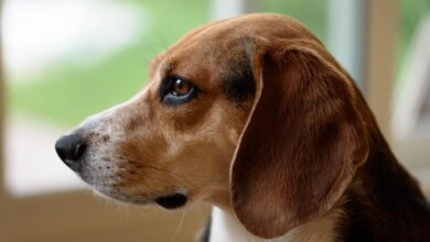 Beagle