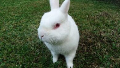 Rex Rabbit