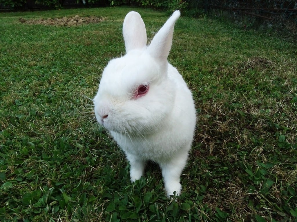 Rex Rabbit