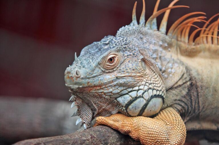 Iguana