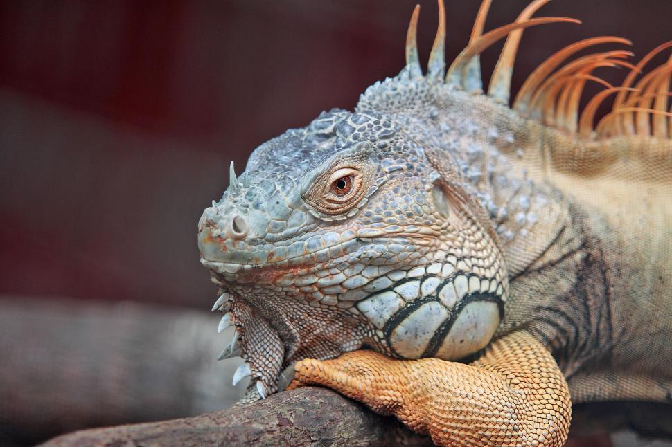 Iguana