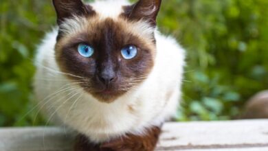 siamese cat