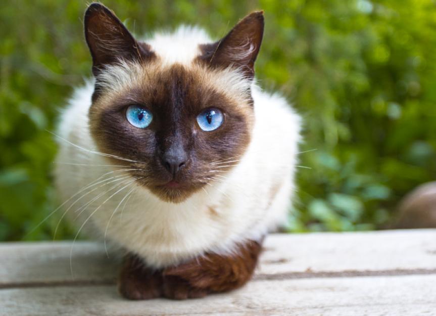 siamese cat