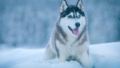 Husky