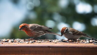 Finch