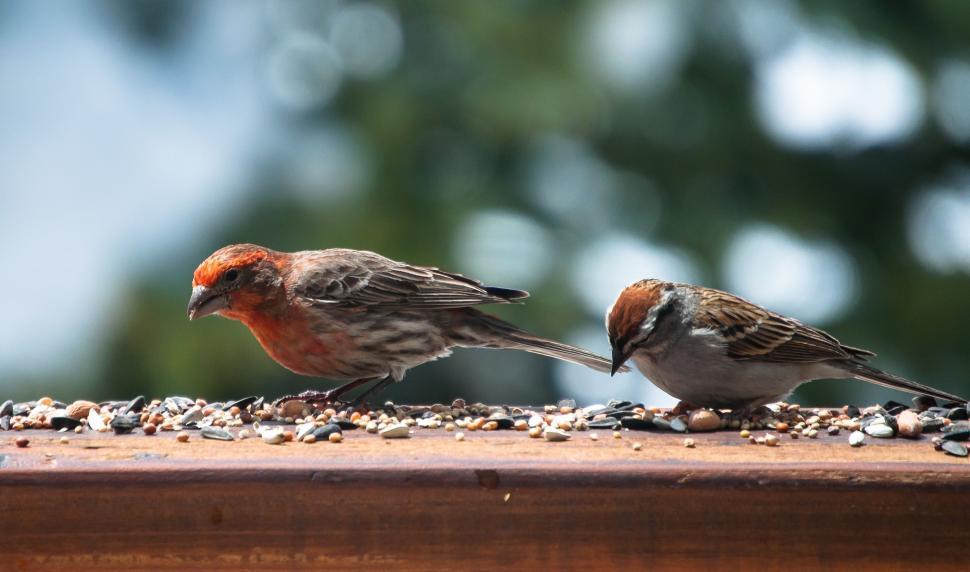 Finch
