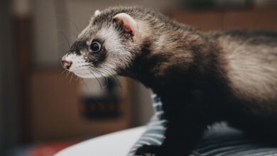 Exotic Pet