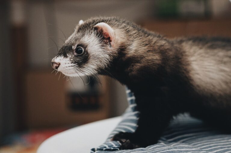Exotic Pet