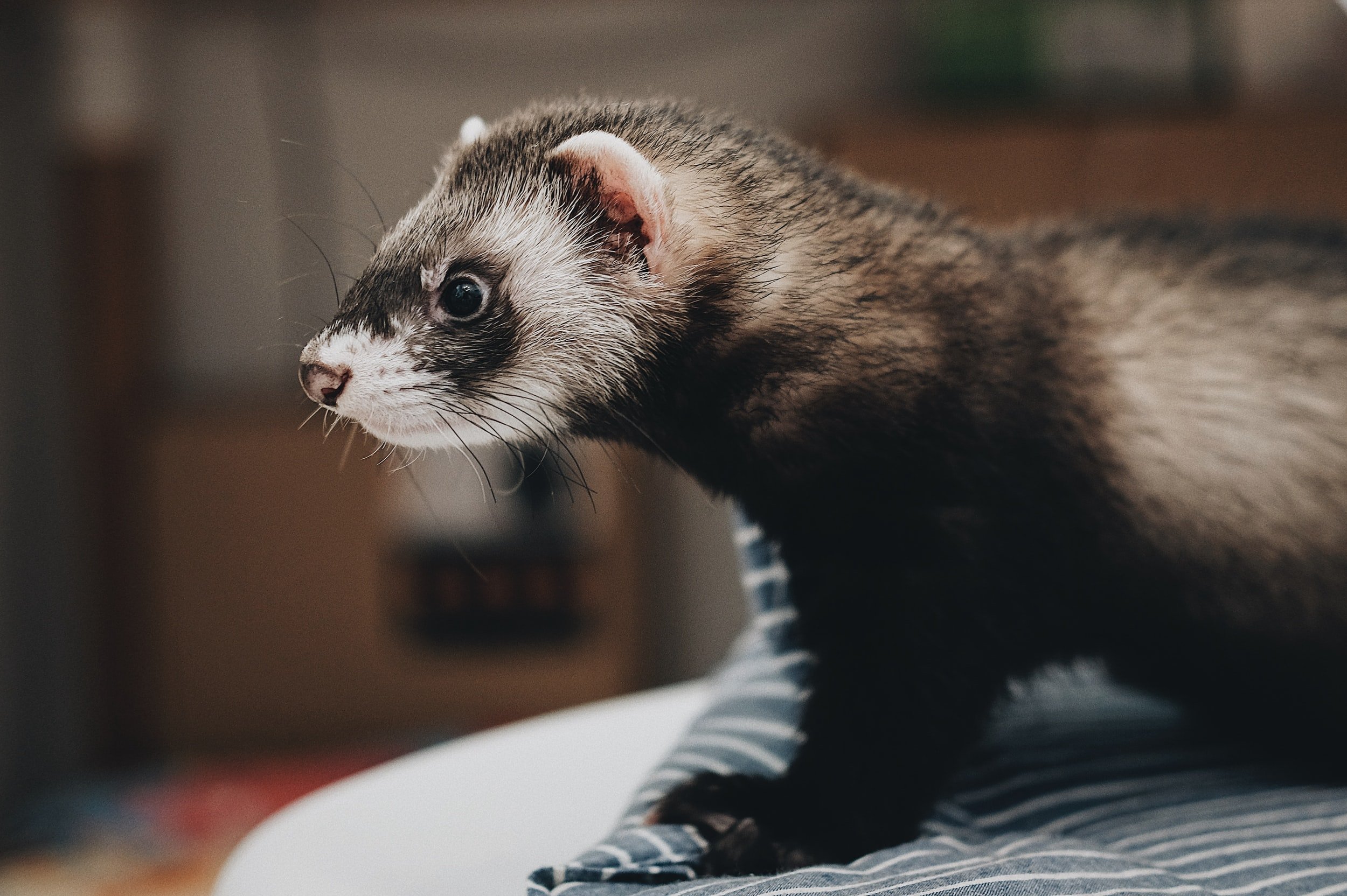 Exotic Pet