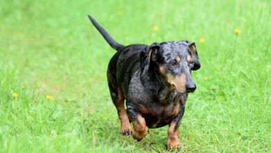 Dachshund