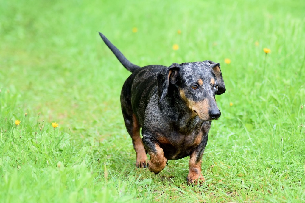 Dachshund